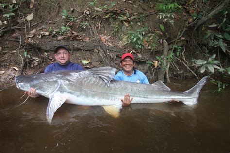 Piraiba Catfish - Amazon Game Fishing Guide | Amazon-Angler