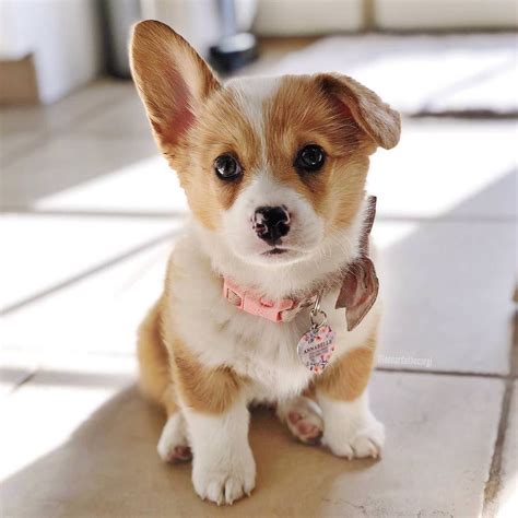 Cute Corgi Puppy, Welsh Corgi Puppies, Teacup Puppies, Shepherd Puppies ...