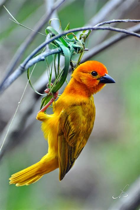 A Weaver Bird Working on A Nest!