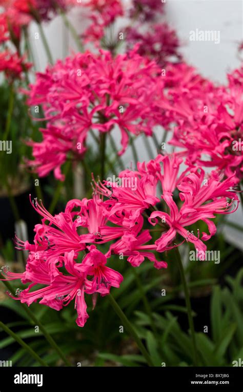 dh Guernsey lily LILIES GUERNSEY Bunches of Guernsey lilies displayed in Candie park greenhouse ...