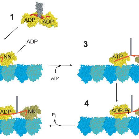 Proposed model for kinesin processive translocation.The two kinesin... | Download Scientific Diagram