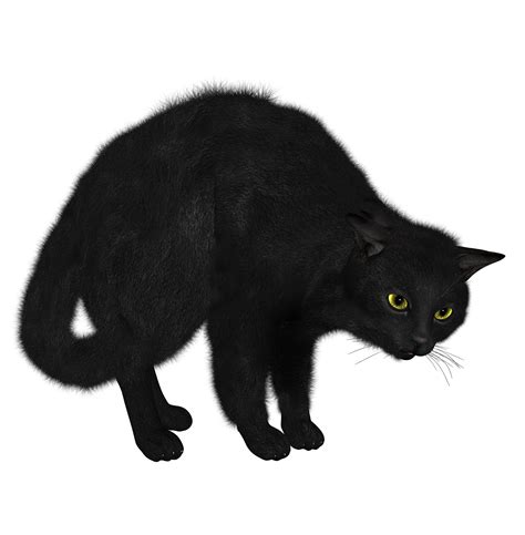 Black Cat Png Image Transparent HQ PNG Download | FreePNGImg
