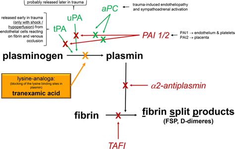 Tranexamic Acid Mechanism of Action - ClarertLucas