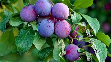 How To Grow, Care and Harvesting Plum Trees in Backyard - growing fruits - YouTube