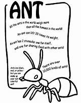 Preschool Ant Insects Crafts Insect Crayola  sketch template