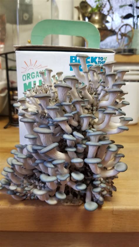 Can you reuse a mushroom grow kit? – ouestny.com