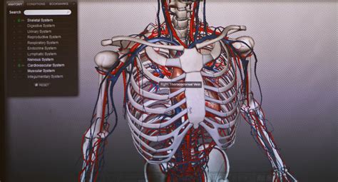 The Human Anatomy, Animated With 3-D Technology - The New York Times
