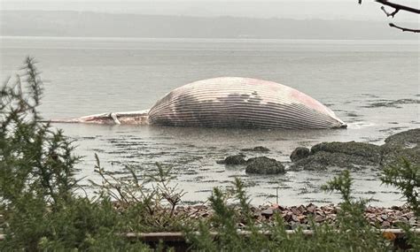 Huge fin whale washes up on beach at Culross, Fife