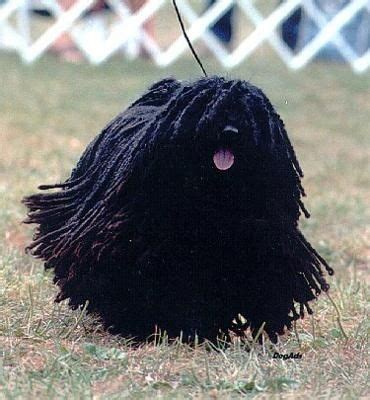 black puli | Dogs/dog training | Unusual dog breeds, Dogs, Dog breeds