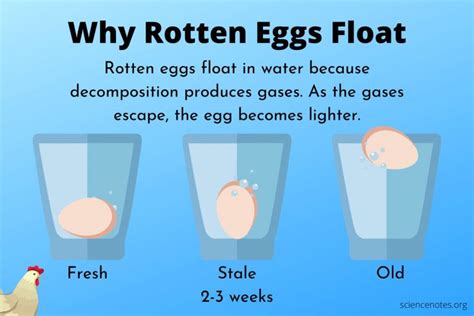 Why Bad Eggs Float and Good Eggs Sink