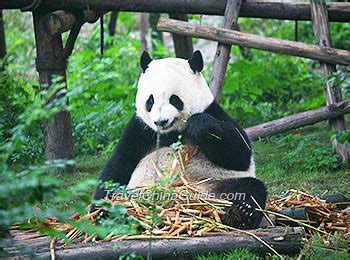 Chengdu Research Base of Giant Panda Breeding, Sichuan