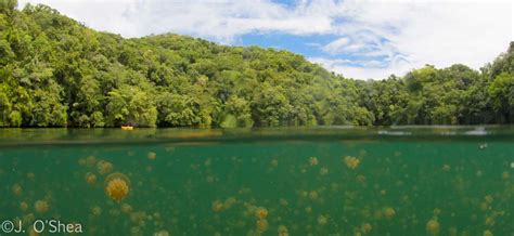 Jellyfish Lake, Palau - Bluewater Dive Travel