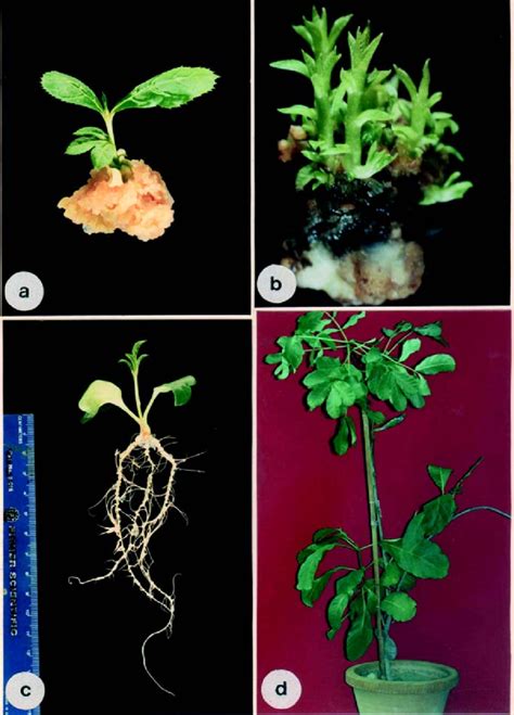 Different stages in the shoot organogenesis and complete plant... | Download Scientific Diagram