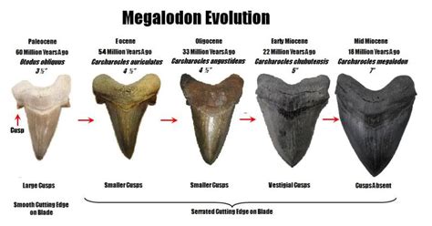 What came before Otodus ? - Questions & Answers - The Fossil Forum