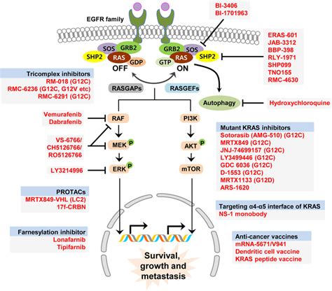 Schematic illustration of KRAS pathway and targeted preclinical and ...