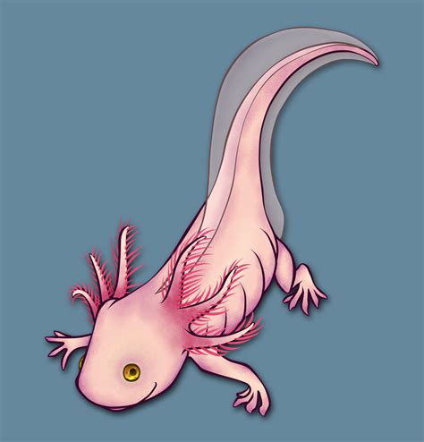 Axolotl Axolotl Cute Cute Cartoon Drawings Axolotl Art | Images and ...