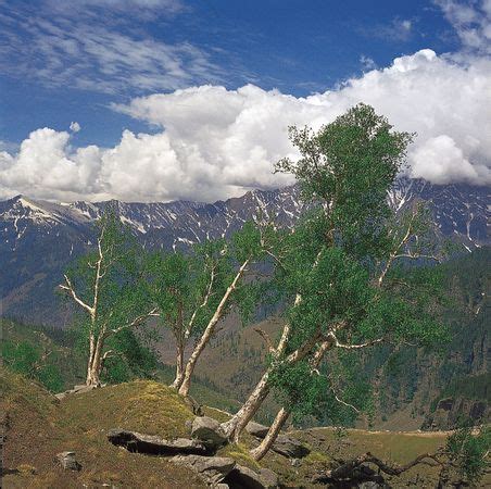 Himalayas - Plant life | Britannica.com