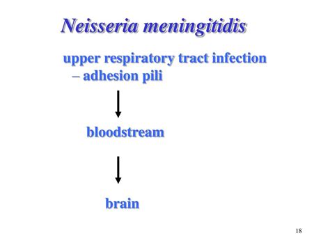 PPT - NEISSERIA PowerPoint Presentation, free download - ID:3376469