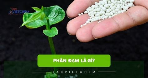 Phân đạm là gì? Tác dụng của nó đối với cây trồng