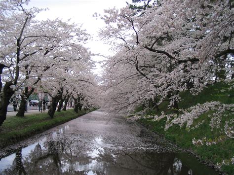 Hirosaki, Aomori, Japan. The cherry blossoms blooming in Japan marks ...