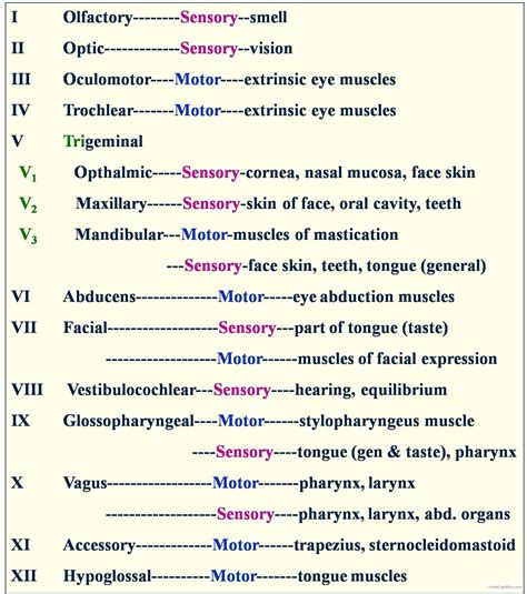 cranial+nerve+function+test | Embriolgie - Catedra de Anatomie ...