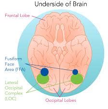 Fusiform face area