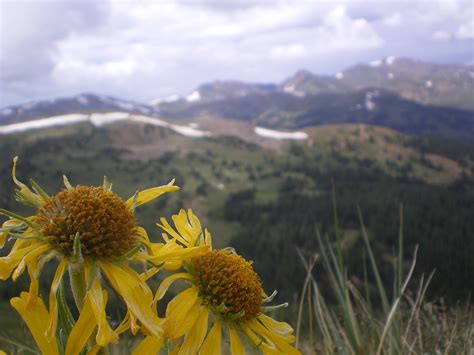 Flowers Mountains Clouds - Free photo on Pixabay - Pixabay