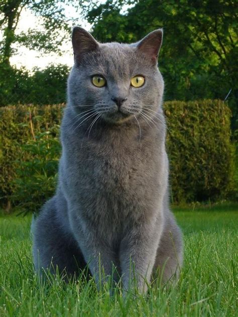 chartreux cat | Chat chartreux, Chat mignon, Chats gris