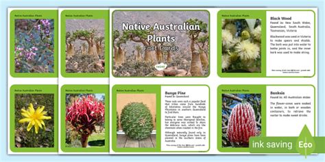 Australian Plants Information Cards — Ages 7–11 - Twinkl