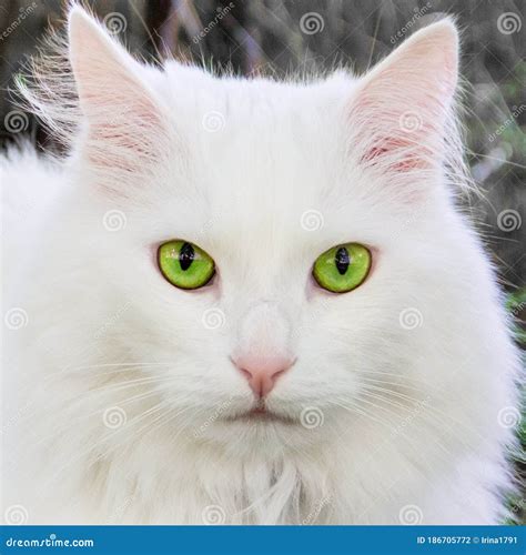 White cat with green eyes stock photo. Image of cute - 186705772