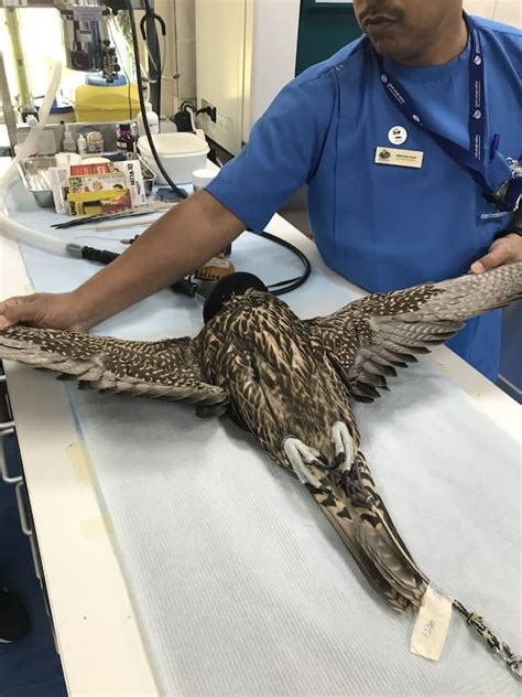 Abu Dhabi: The world's largest falcon hospital - NZ Herald