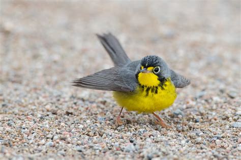 A River of Warblers: ‘The Greatest Birding Day of My Life’ - The New ...