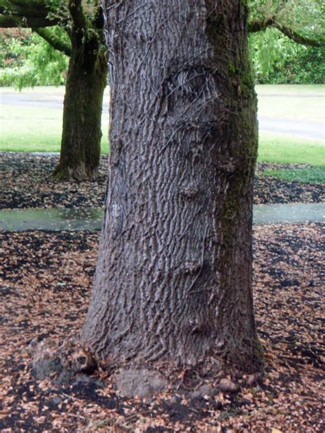 Tulip Poplar Tree Diseases / The disease is spread primarily by elm bark beetles.