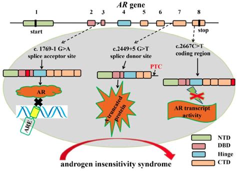 The mutations in AR gene splice sites result in aberrant splicing which ...