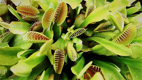 Carnivorous Plant Wallpapers - Wallpaper Cave