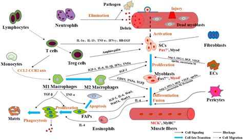 Multiple cell types contribute to skeletal muscle regeneration. SCs ...