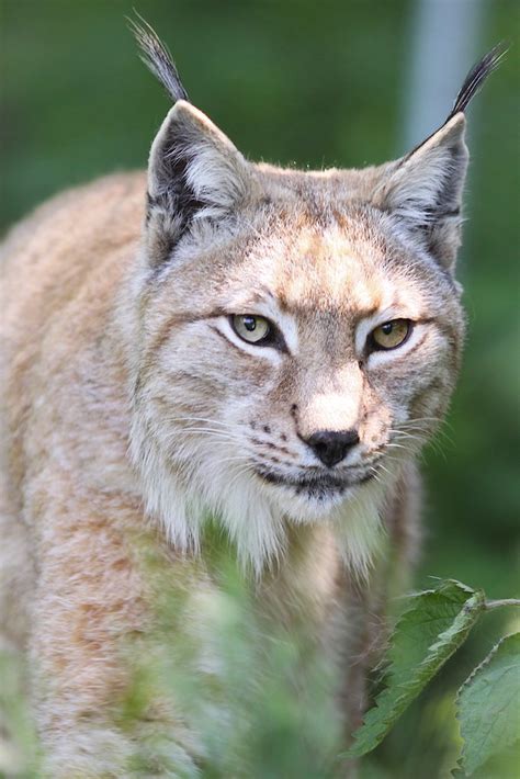 European Lynx | Close up of a European Lynx in the grass | Michael Ransburg | Flickr