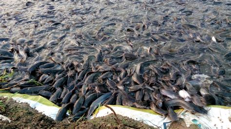 Hybrid Magur Fish Farming Business in W.B. || হাইব্রিড মাগুর চাষ || In Pond Indian catfish ...