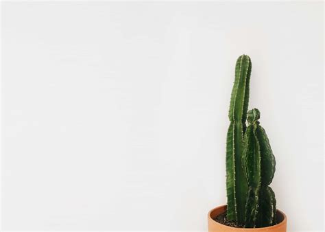 Minimalist Cactus Wallpapers - Top Free Minimalist Cactus Backgrounds ...