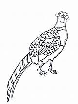 Pheasant coloring pages sketch template