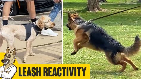 Leash Reactive - Leash Aggressive Dog Training - Robert Cabral