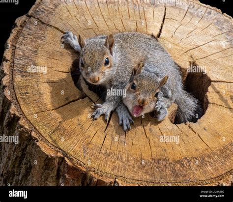 Baby squirrels nest hi-res stock photography and images - Alamy