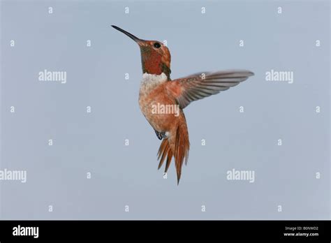 A male Allen's Hummingbird Stock Photo - Alamy