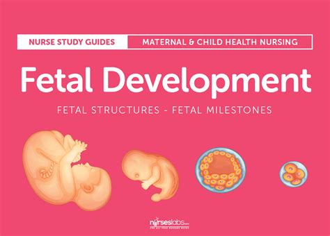 Fetal Development: Structures and Milestones