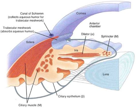 trabecular meshwork – Outlander Anatomy