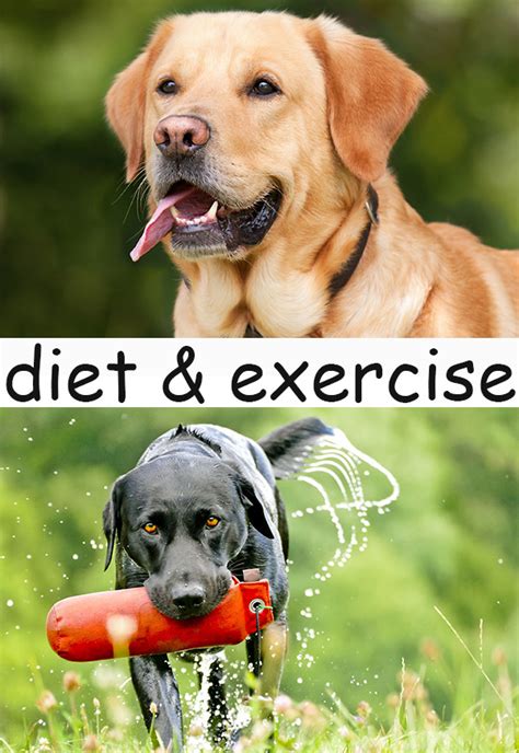 Diet and Exercise For Labradors - Top tips and How To's