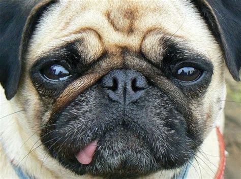 Problems Associated with Brachycephalic Dogs - I Love Veterinary