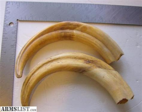 ARMSLIST - For Sale: Warthog tusks....