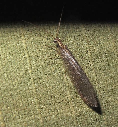 Esperance Fauna: Brown Lacewings - Hemerobiidae