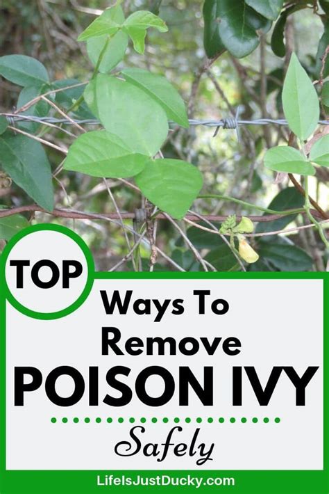 Poison Ivy Removal - 10 Best Ways To Get Rid Of Poison Ivy Plants - Life Is Just Ducky